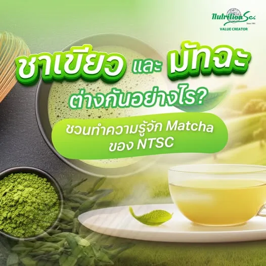 ชาเขียว และ มัทฉะ ต่างกันอย่างไร